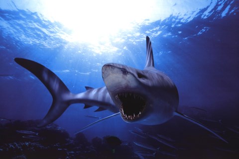 Framed Shark Teeth Print