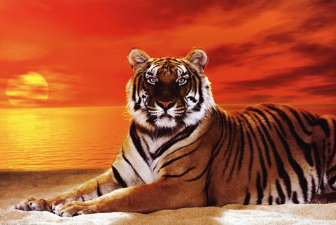 Framed Tiger - sunset Print