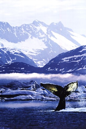 Framed Humpback Whale Tail in Arctic Print