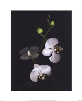 Framed Orchid II Print