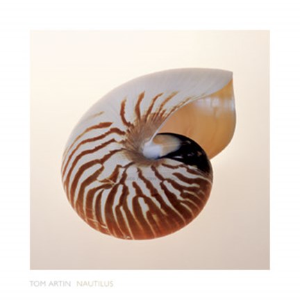 Framed Nautilus Print