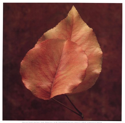 Framed Summerset Gold Print