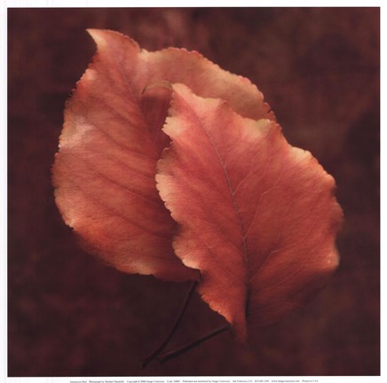 Framed Summerset Red Print