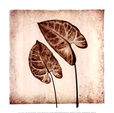 Framed Tropical Caladiums Print