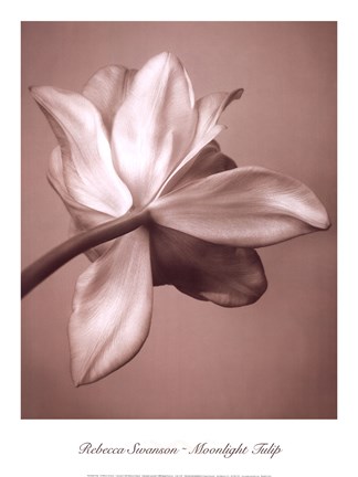 Framed Moonlight Tulip Print