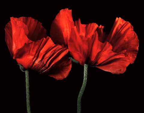 Framed Papaver Orientale I Print