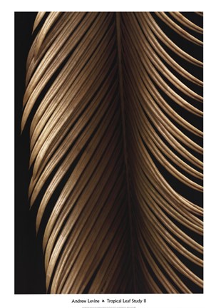 Framed Tropical Leaf Study II Print