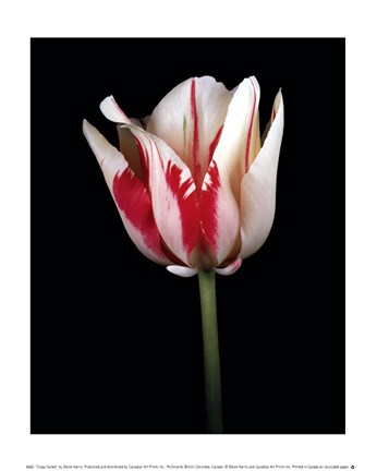 Framed Tulipa Sorbet Print
