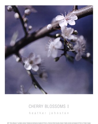Framed Cherry Blossoms I Print