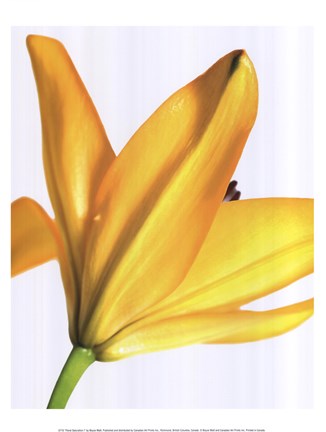 Framed Floral Saturation I Print