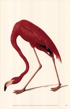 Framed Greater Flamingo Print