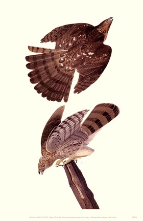 Framed Cooper S Hawk Print