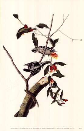 Framed Downy Woodpecker Print