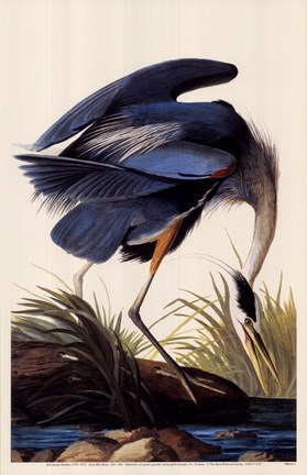 Framed Great Blue Heron Print