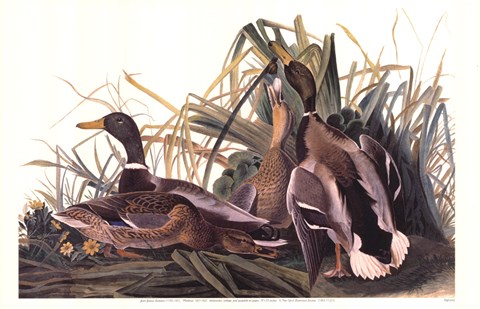 Framed Mallard Duck Print