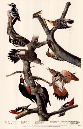 Framed Red-Bellied Woodpecker Print