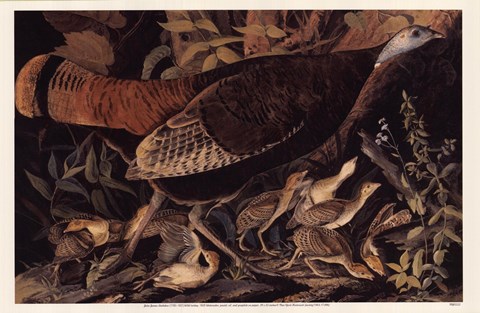 Framed Wild Turkey Female Print