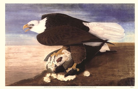 Framed Bald Eagle W Goose Print