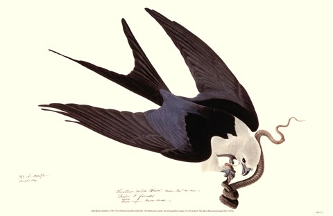 Framed American Swallow-Tailed Kite Print