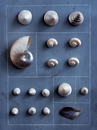 Framed Hopscotch of Shells Print