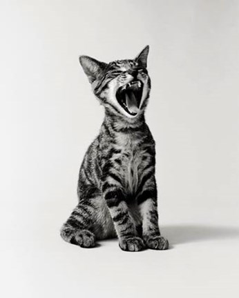 Framed Awakening Cat Print