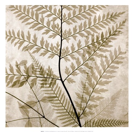 Framed Ferns II Print