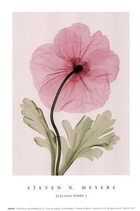 Framed Iceland Poppy I (Sm) Print