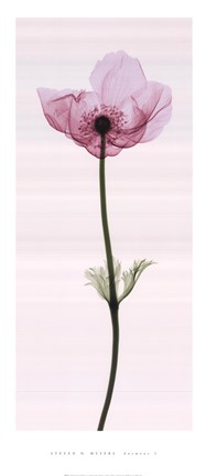 Framed Anemone I Print