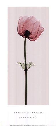 Framed Anemone III (Sm) Print