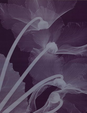 Framed Cyclamensilver Print