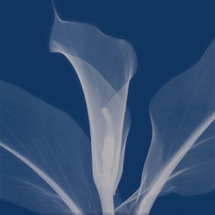 Framed Callasilver Print