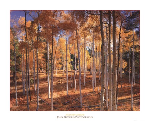 Framed Autumn Aspens Print