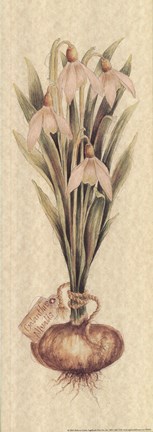 Framed Galanthus Print