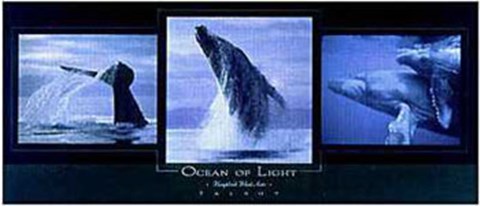 Framed Ocean of Light Print