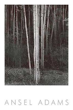 Framed Aspens (Vertical) Print