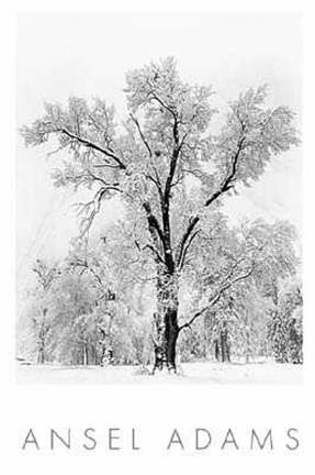 Framed Oak Tree Snowstorm Print