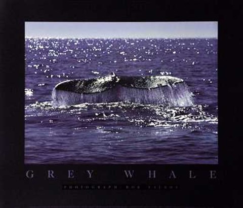 Framed Whale Tale Print