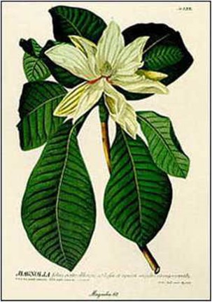 Framed Magnolia No62 Print