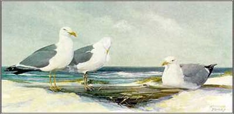 Framed Resting Gulls Print