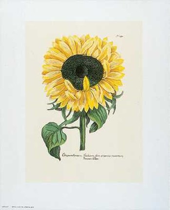 Framed Chrysanthemum Print