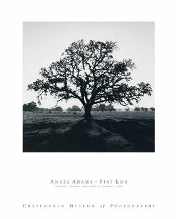 Framed Oak Tree Sunrise Print
