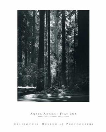 Framed Redwoods Print