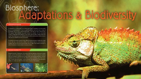 Framed Adaptations &amp; Biodiversity Print
