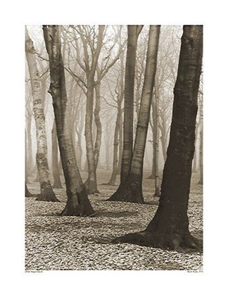 Framed Beech Forest,1936 Print