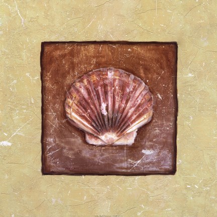 Framed Sea Shell Print