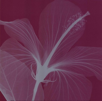 Framed Hibiscus/Silver (Sm) Print