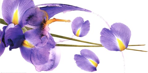 Framed Lucid Iris 1 Print