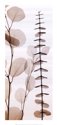 Framed Eucalypti I (Left) Print