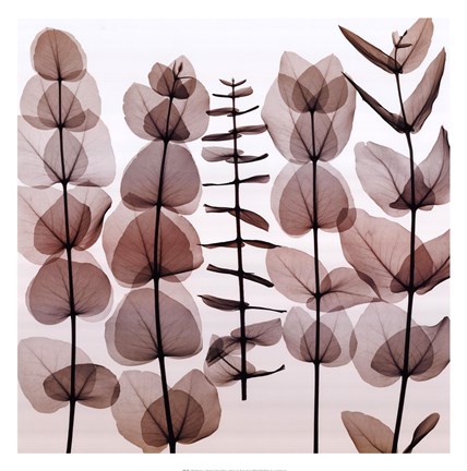 Framed Eucalypti II (Middle) Print