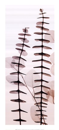 Framed Eucalypti III (Right) Print
